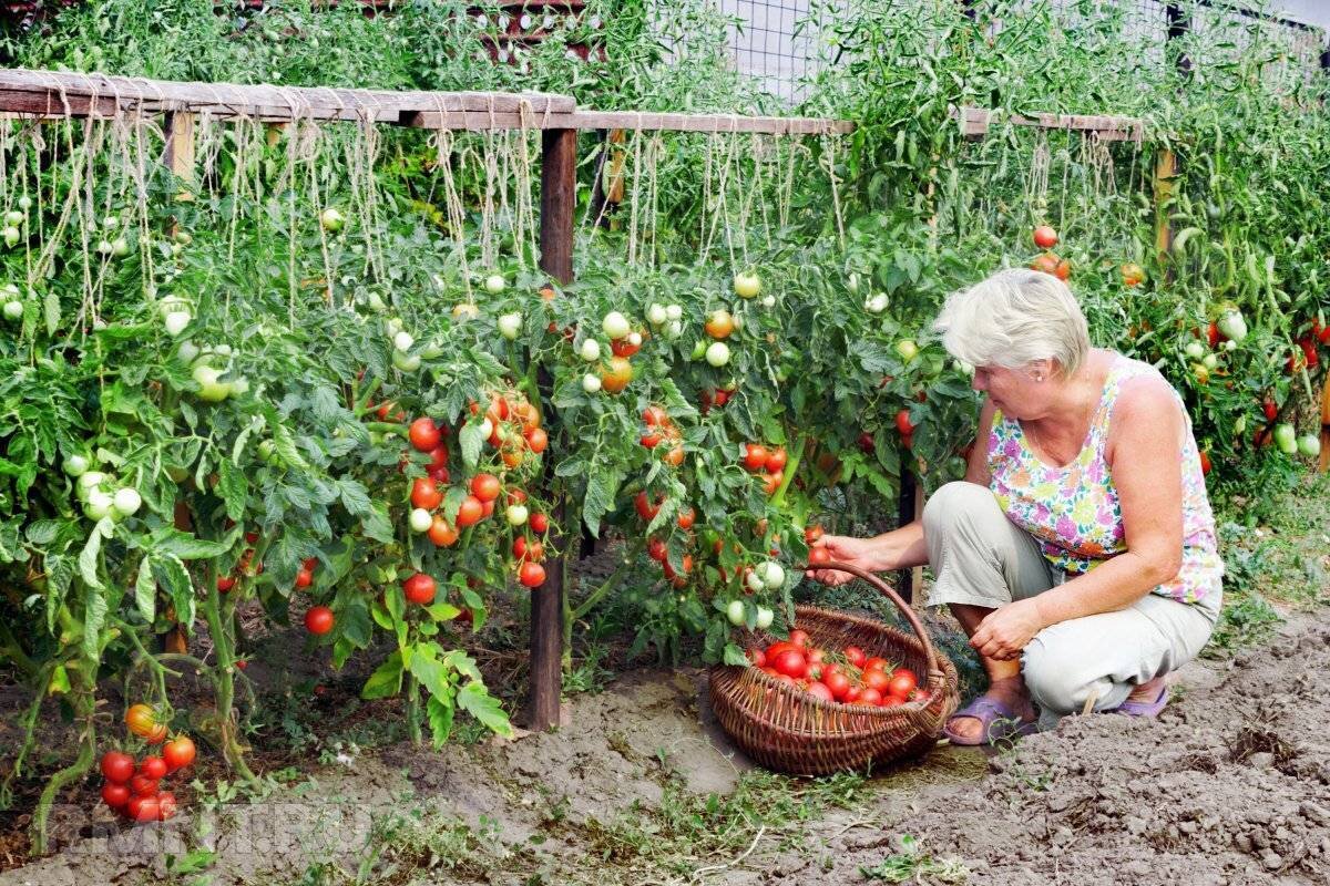 Несколько лет сажаю томаты в открытый грунт по этому принципу и ни разу не пожалела