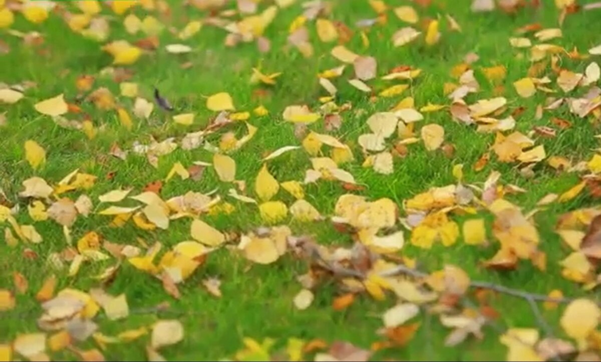       Листья, падающие с деревьев, являются ежегодной проблемой для владельцев садов.