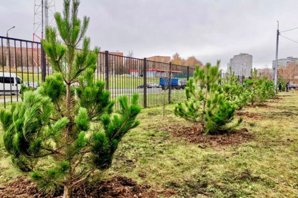    У Тульской детской больницы высажено 20 сосен и 30 кустов сирени