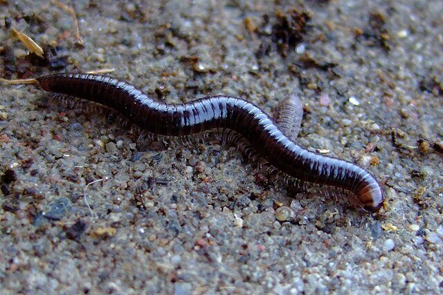 Кивсяк крымский