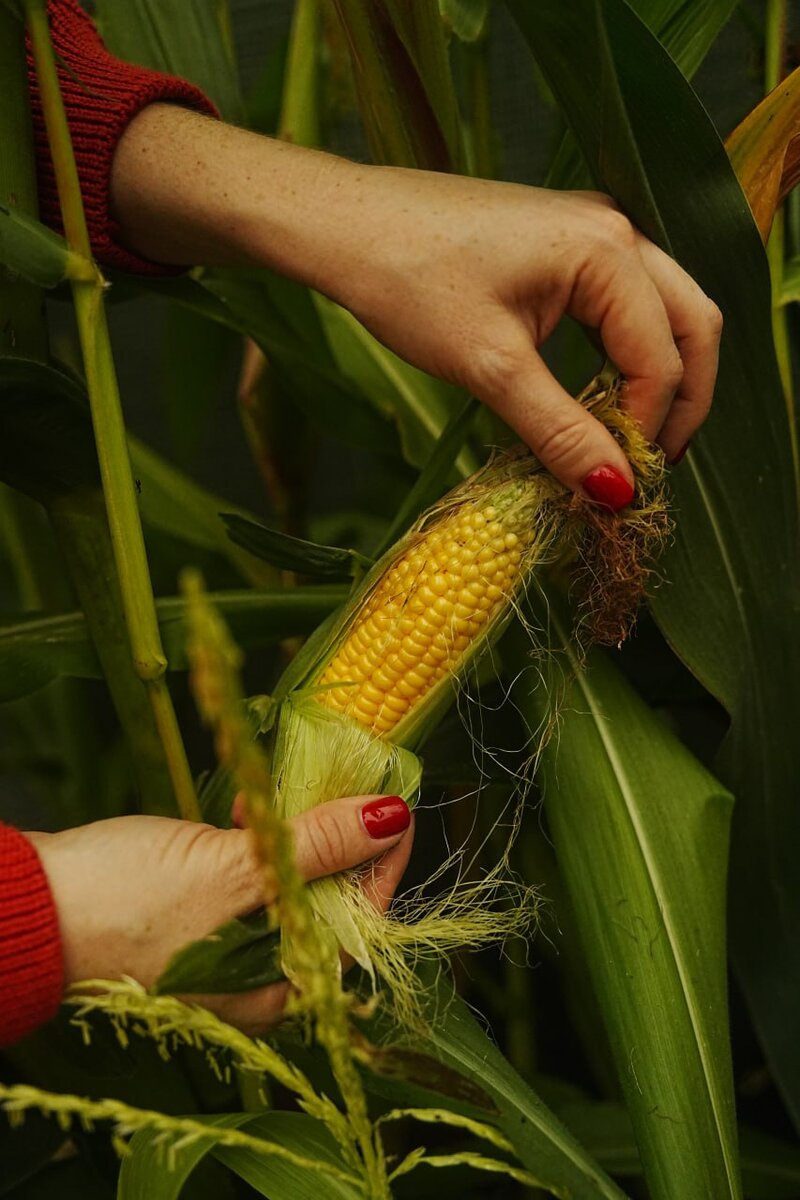 Дачный агроном 