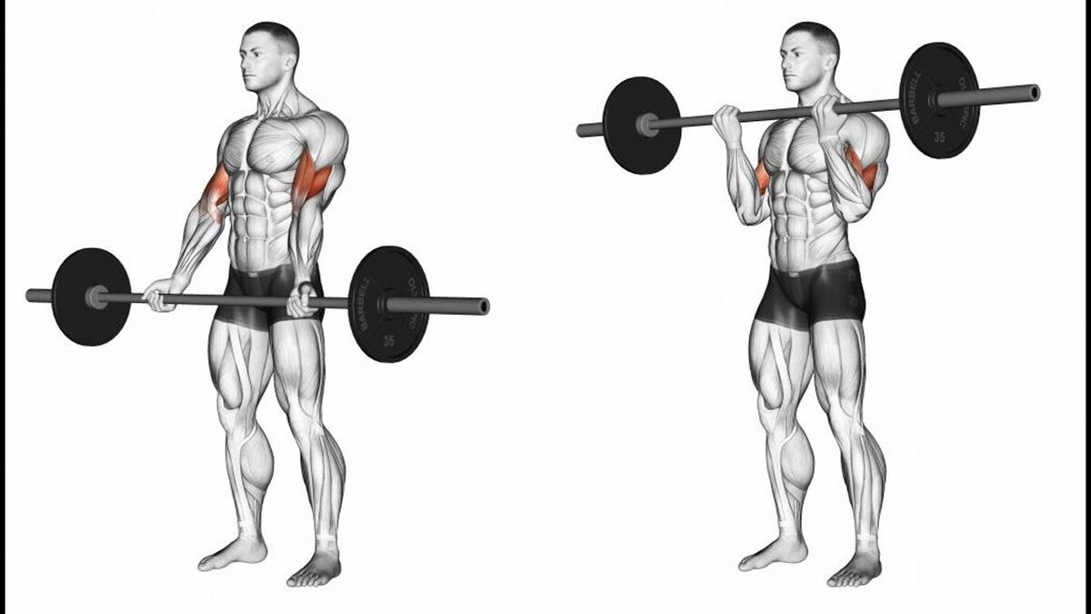 подъем штанги на бицепс (пшнб). кмс поднятие штанги на бицепс. мсмк по жиму лежа. кмс на бицепс нормативы. подъем на бицепс веса.