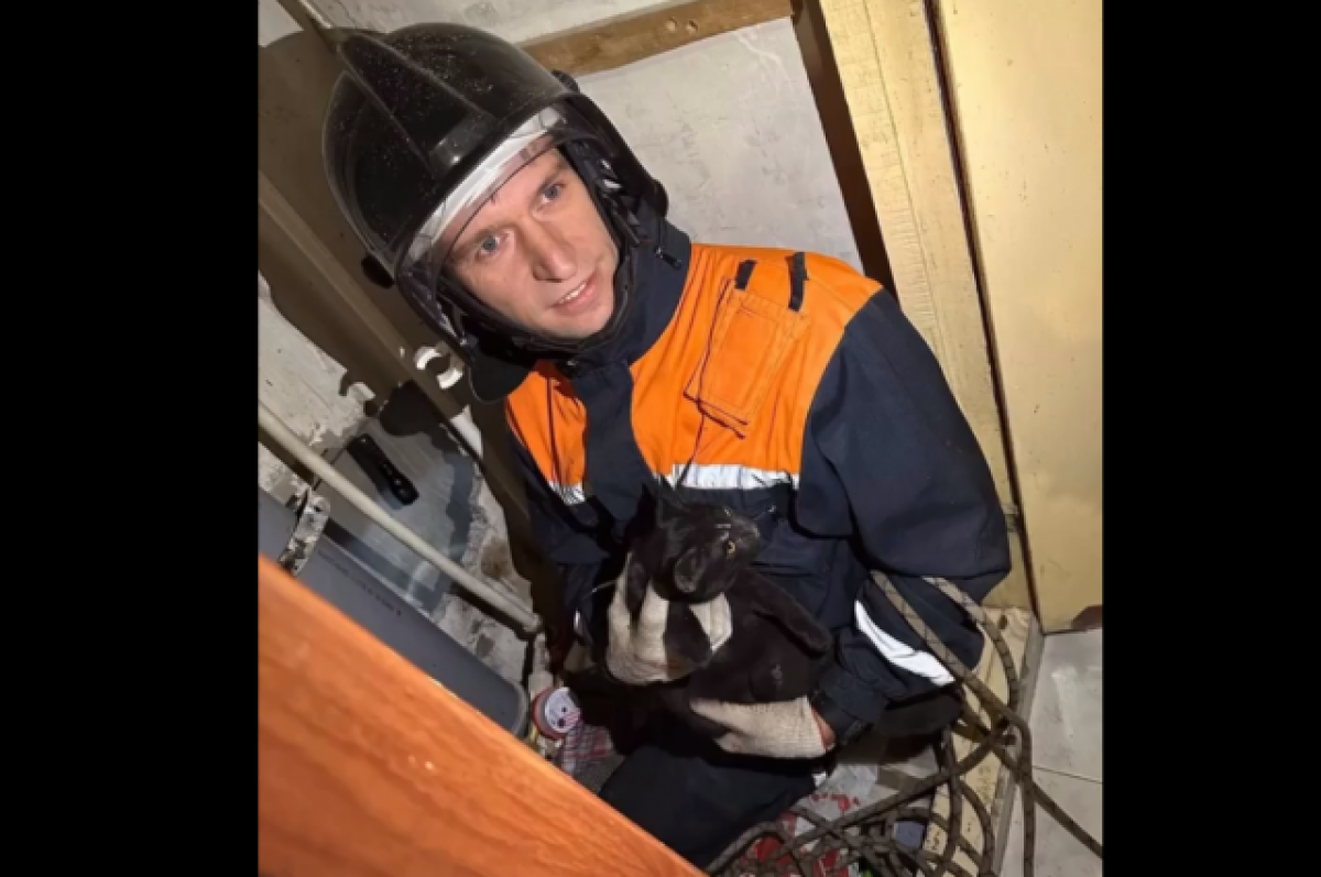    Ульяновские спасатели вытащили кошку из дымовентиляционной шахты