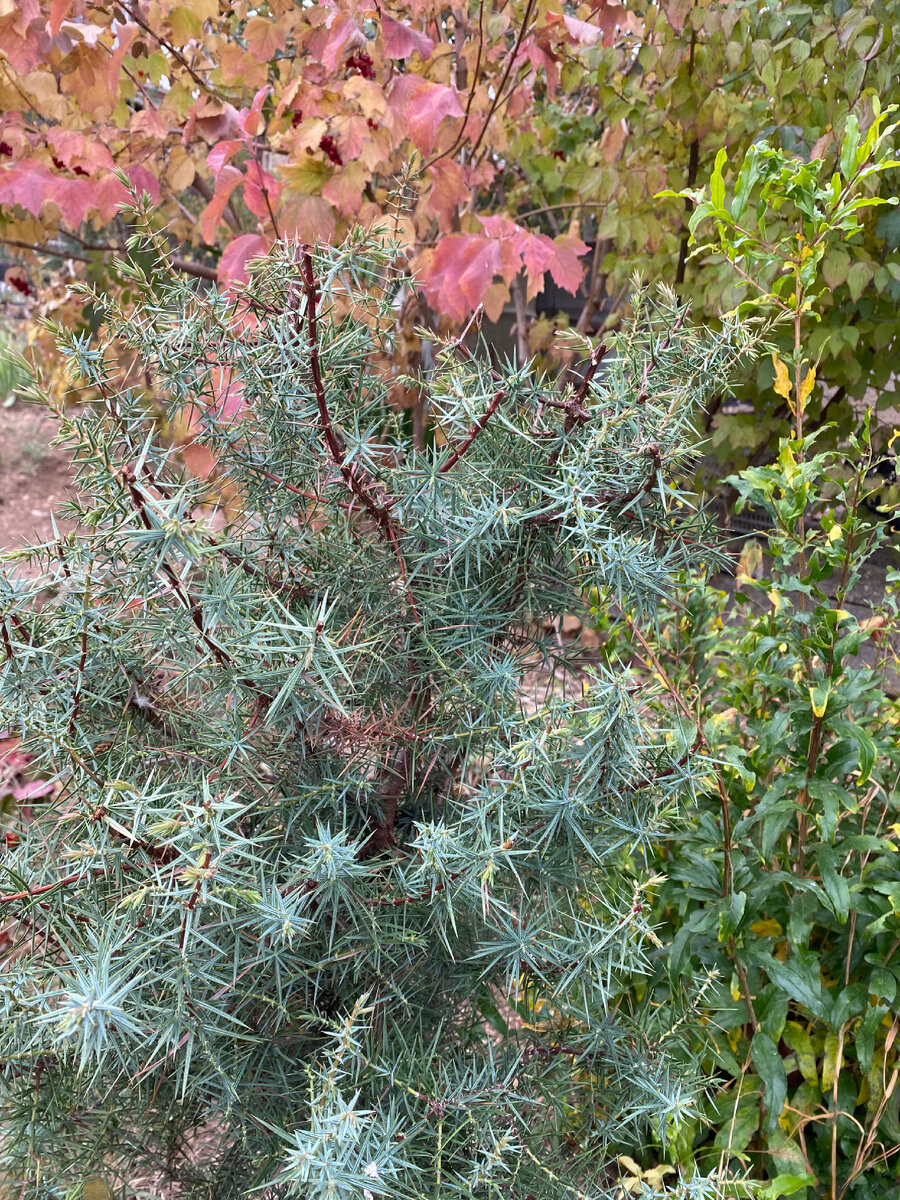 Фото октябрь 23. Этому 4 года. У молодого растения кора желтовато-бурая.