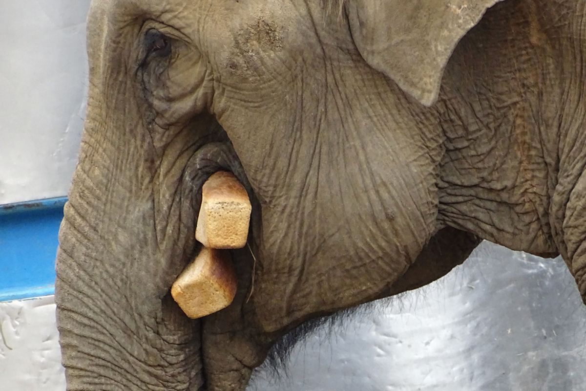 Как известно, слон в посудной лавке — не лучший показатель грациозности. Это опроверг индийский слон в городке Ассам, посетивший по случаю лавку — правда не в посудную, а продовольственную.-2