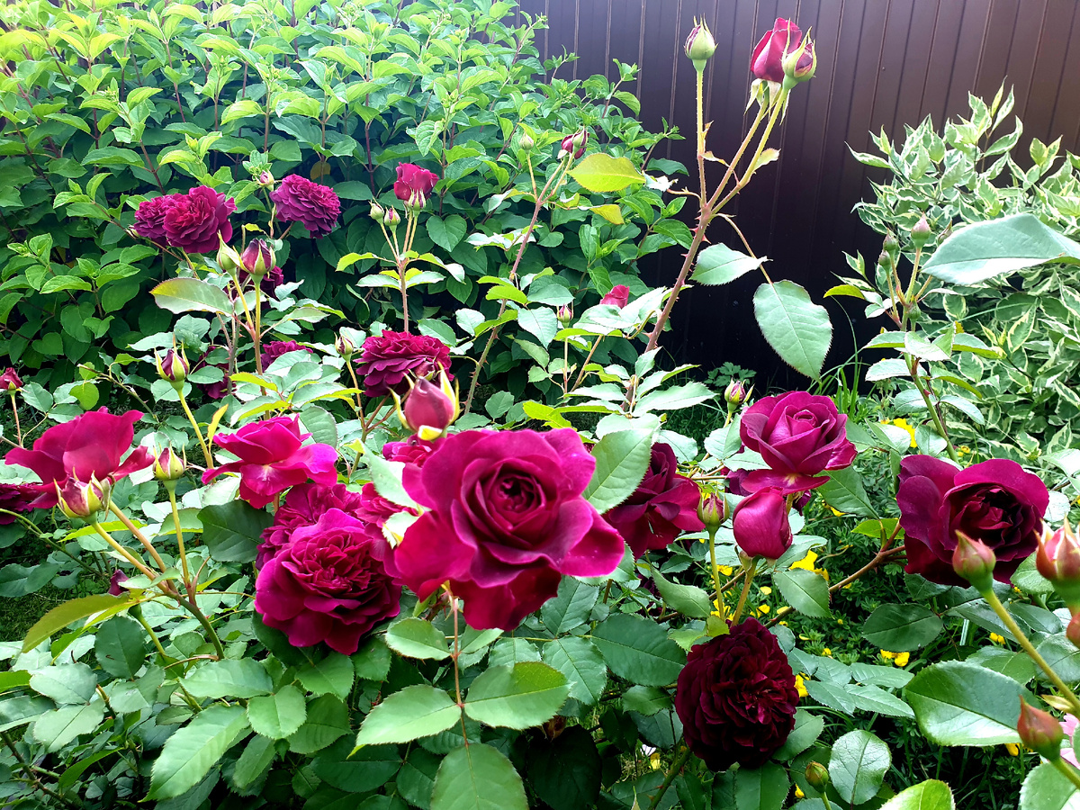 Роза Манстед Вуд. Пять лет в саду. Фото автора.