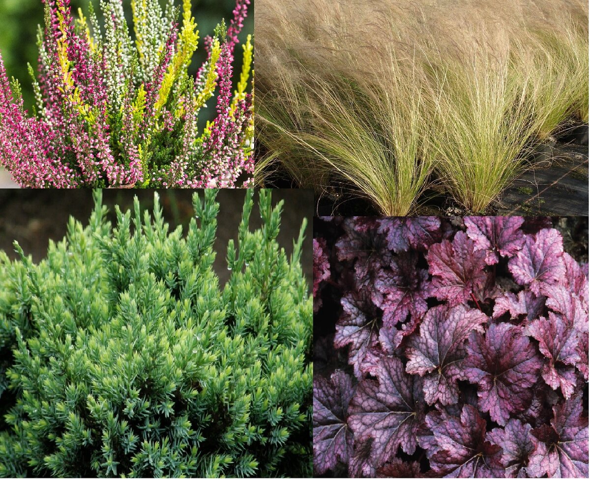 Вереск, злаки (у меня ковыль), можжевельник, гейхера.