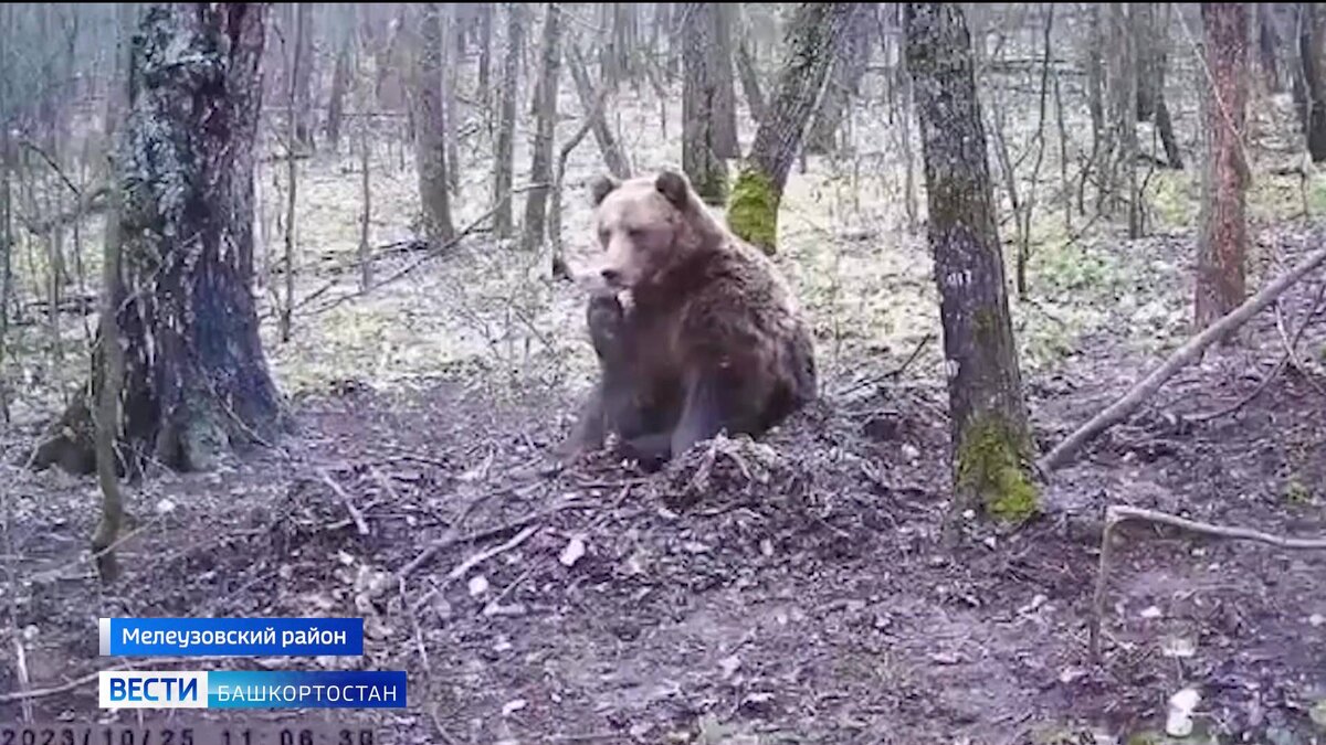    В Башкирии в объектив фотоловушки попал медведь, решивший полакомиться чужим кормом