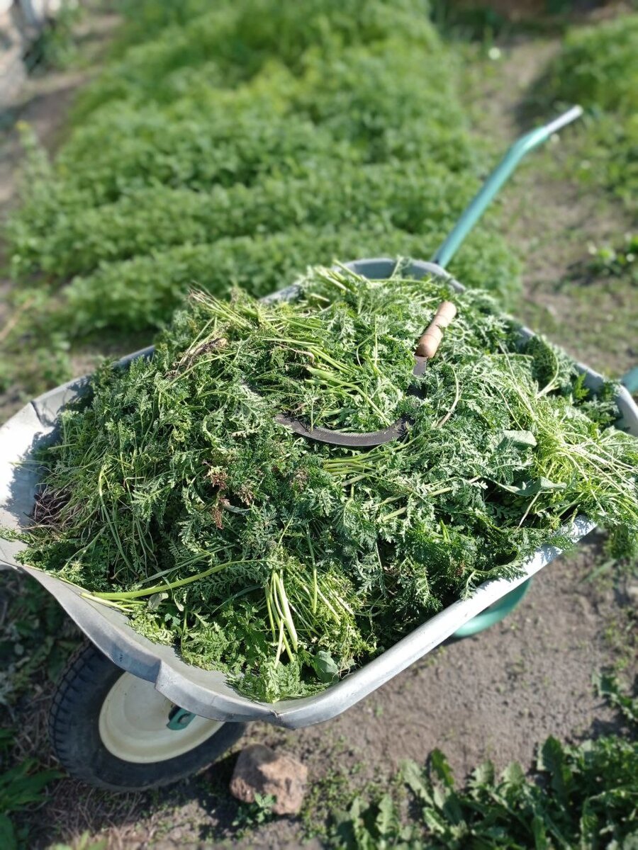 Дачный агроном за мульчирование.