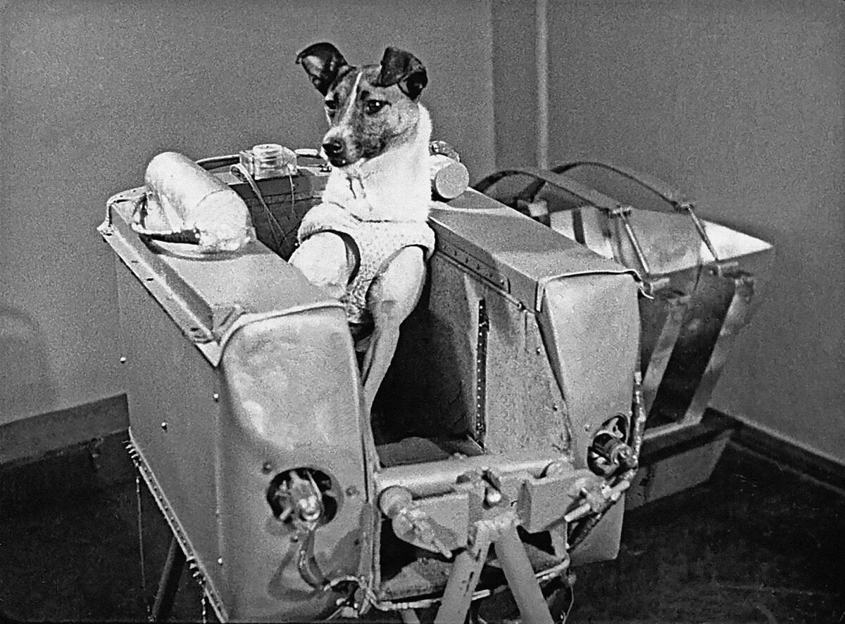 Самые первые собаки полетевшие в космос. Первая собака в космосе лайка. Собака лайка 1957. Лайка первый космонавт.