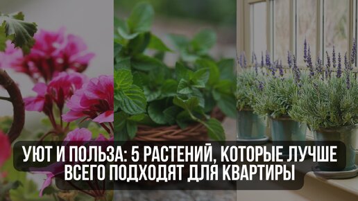 Уют и польза: 5 растений, которые лучше всего подходят для квартиры