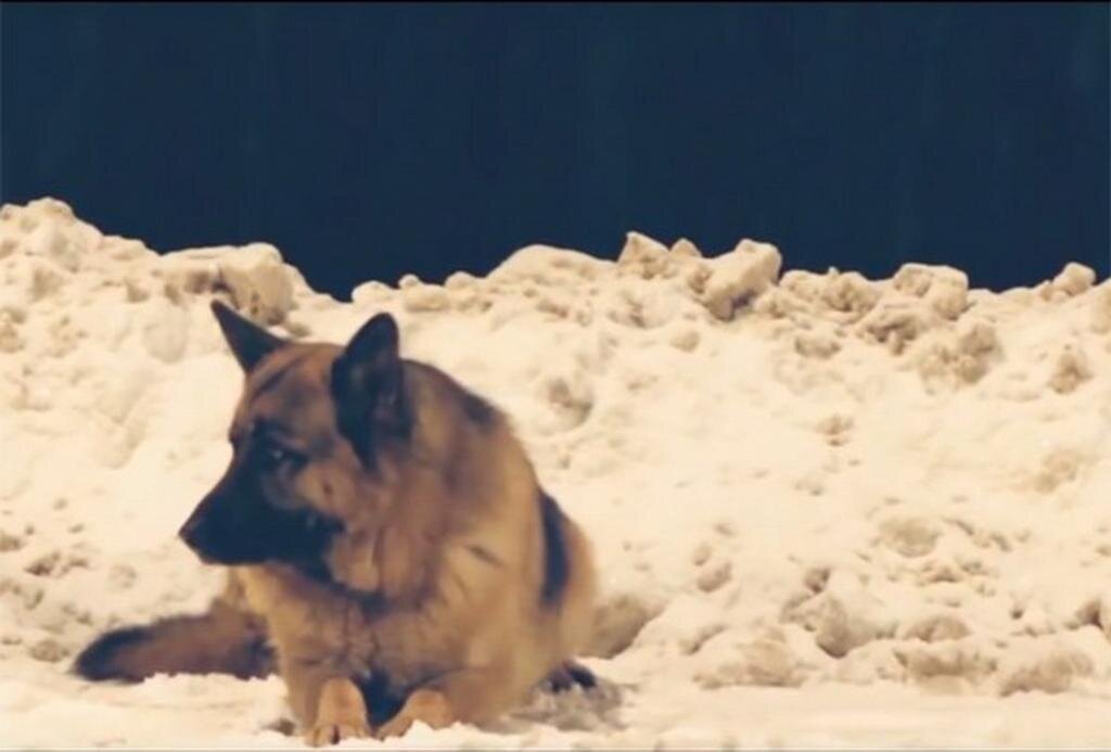 Костя верный. Пёс Константин из Тольятти. Собака Константин Тольятти. Верный пес Тольятти фильм. Костя собака.