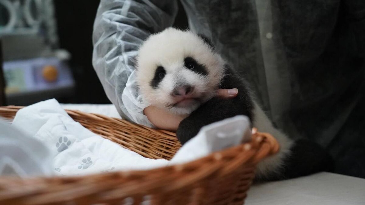    Получше обычных блогеров: пушистый "москвич" завел страничку "ВКонтакте"© Telegram | Московский зоопарк