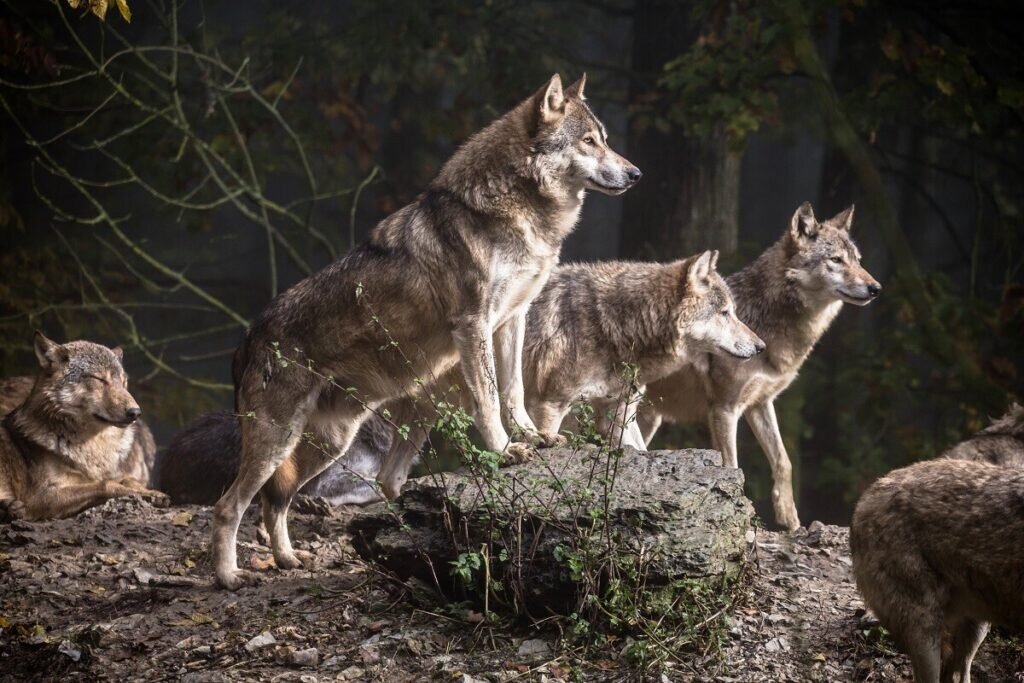 Download wallpaper 1920x1080 wolf, predator, animal, wildlife, grass full hd, hd