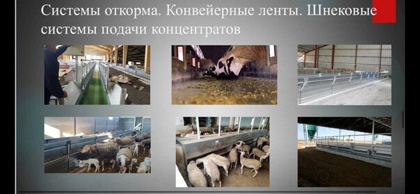 Планы проекты проектирование ферм овец-овцеферм овчарен, консультация от Шипмастер 8-91-22-33-76-56 комплектация автоматизация процессов