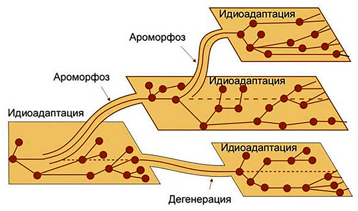 Пути биологического прогресса. Главные направления эволюции ароморфоз идиоадаптация дегенерация. Основные направления эволюции ароморфоз идиоадаптация дегенерация. Схема главных направлений биологического прогресса. Пути достижения биологического прогресса идиоадаптация.