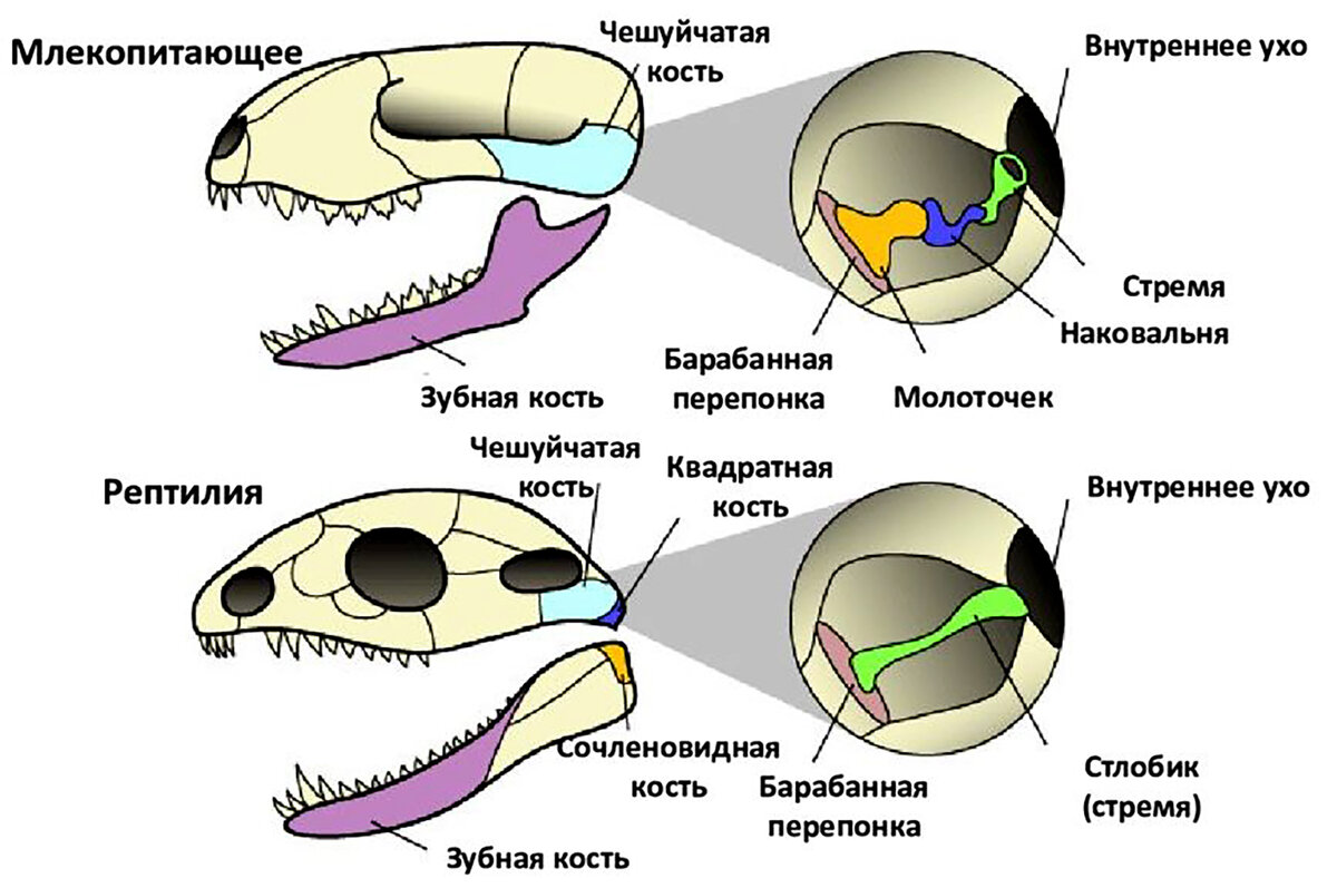 Отличие млекопитающих