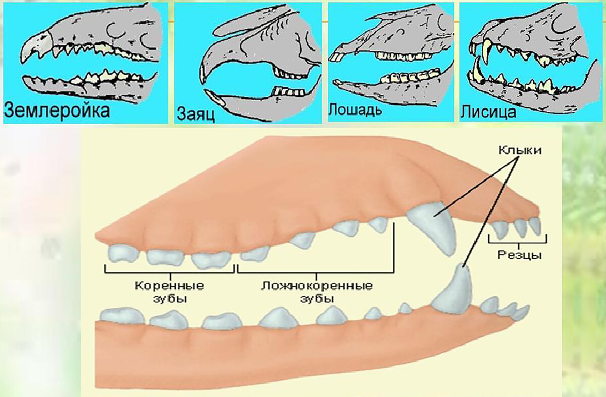 Какую особенность имеют резцы у грызунов. Строение зубов млекопитающих биология 7 класс. Зубная система млекопитающих 7 класс. Строение зубов млекопитающих. Зубная система млекопитающих.