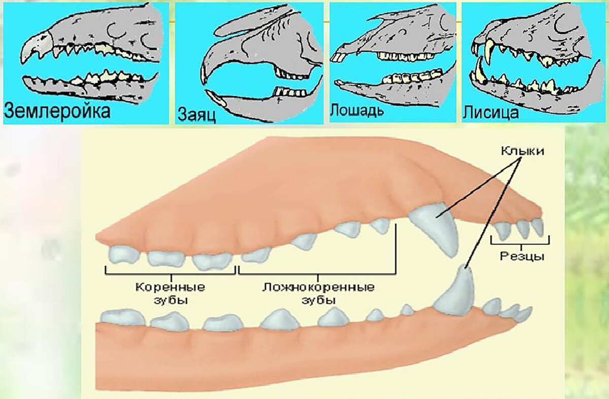 Зубная система. Зубная система млекопитающих анатомия. Строение зубов млекопитающих биология 7 класс. Строение зубной системы млекопитающих. Виды зубов у млекопитающих.