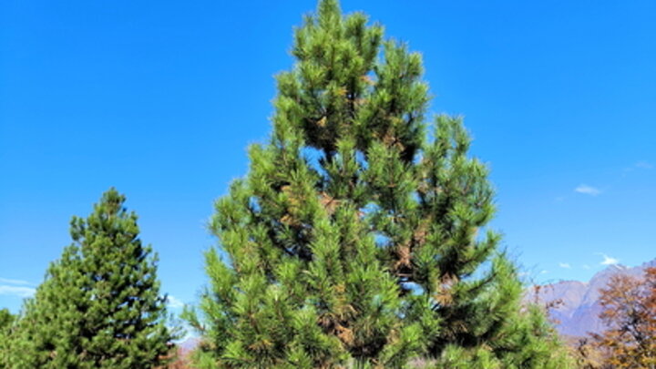 ФОТО: MAKSIM KONSTANTINOV/GLOBALLOOKPRESS