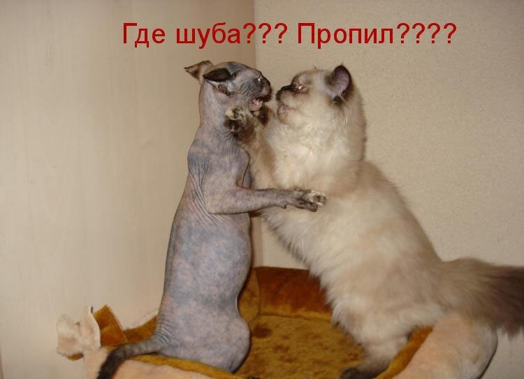 источник Яндекс-картинки