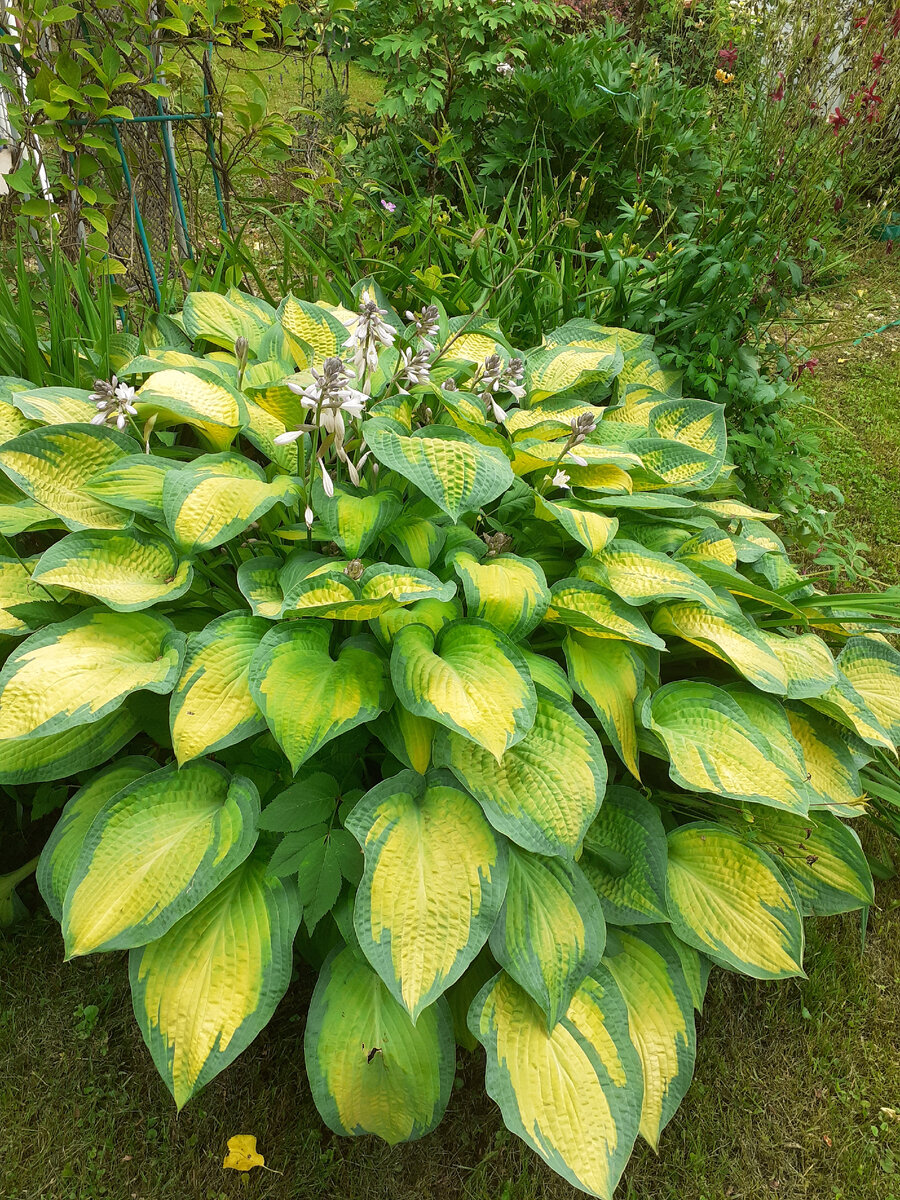 Хосты в моем саду