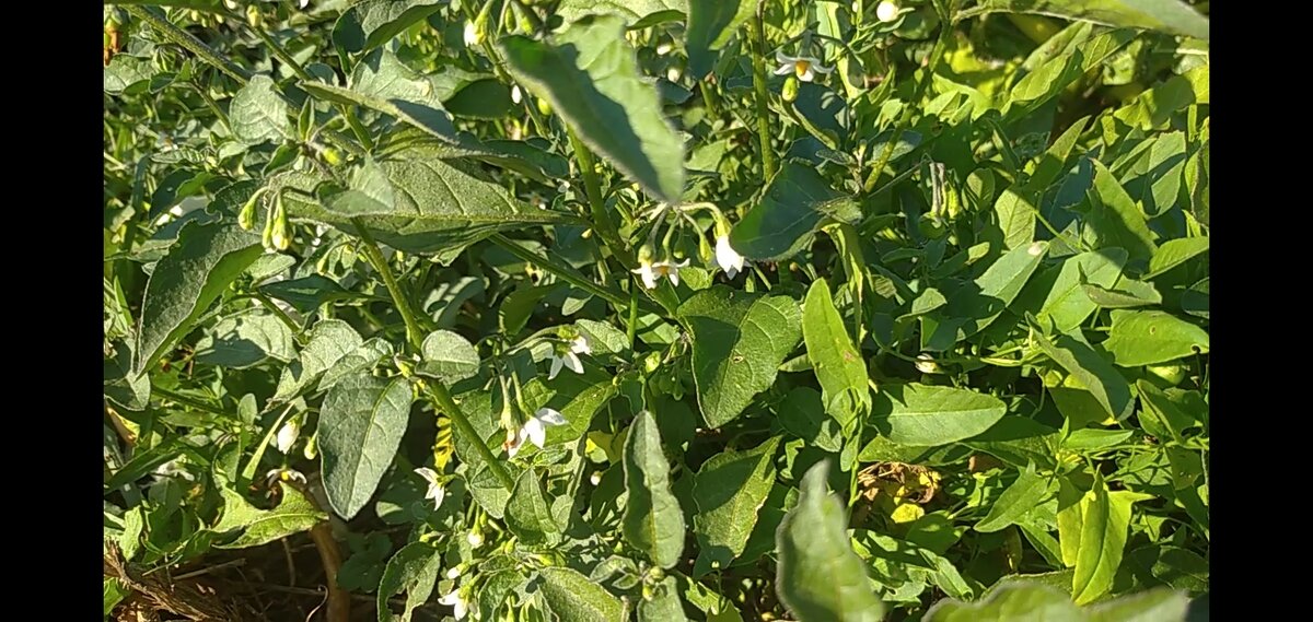 Белые цветы санберри как звёздочки