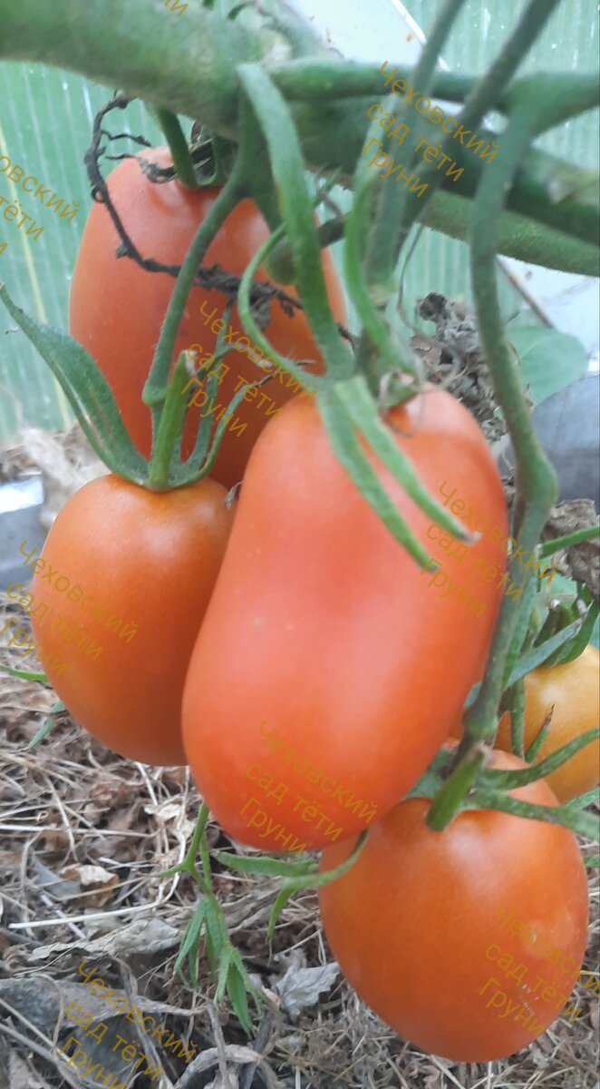 Отлично подходят для консервации