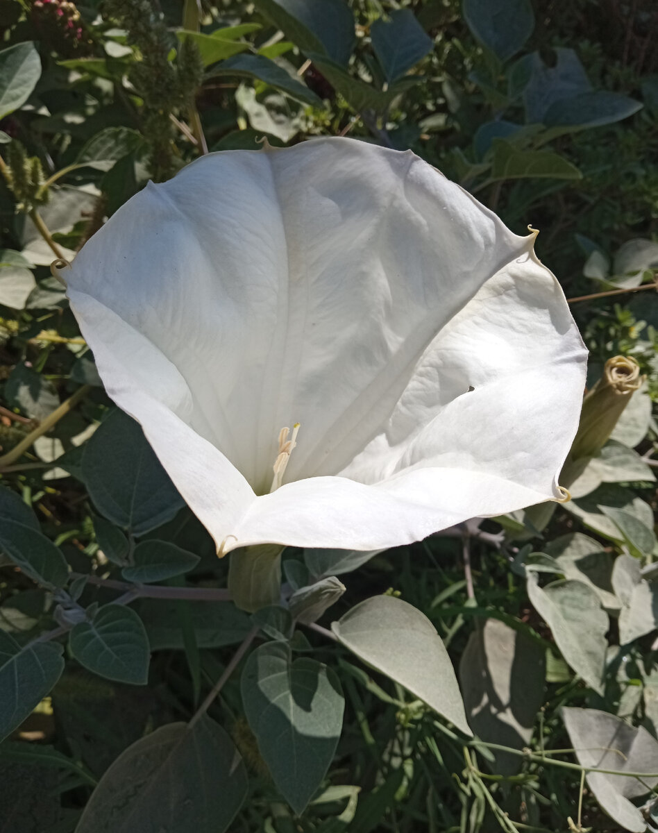 Датура (дурман) цветет до морозов. Фото автора.