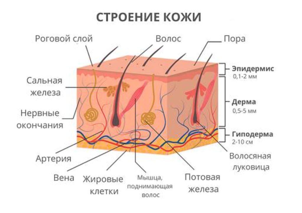 Рак полового члена: симптомы, признаки, диагностика, лечение