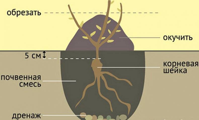Насколько заглублять. Как отличить корневую шейку. Посадка роз корневая шейка. Схемы посадки роз флорибунда. Корневая шейка плетистой розы.
