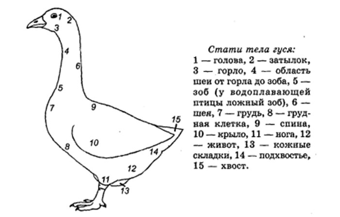 Сколько весит Гусь. Сколько весит Гусь домашний. Продолжительность жизни домашнего гуся. Вес гуся.