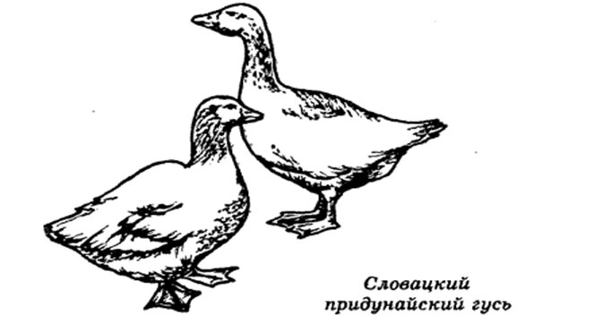 Гусь известно птица важная. Холмогорская порода гусей стандарт. Доклад о Гусе. Буква г Гусь. Что можно сделать из домашнего гуся молодого.