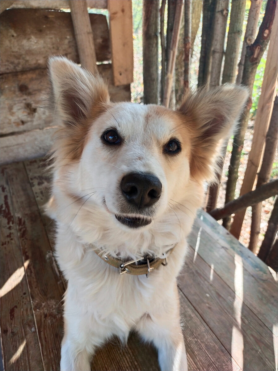 Моя девочка - Свимуля. У меня также есть 2 кобелька - Аки и Лаки.