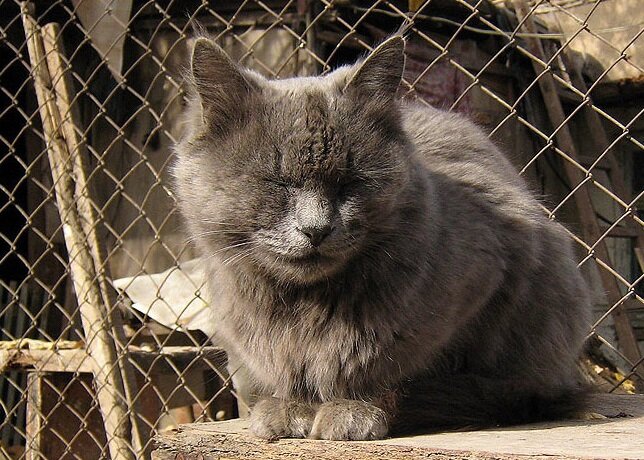 Примерный вид кота в 10 лет его жизни