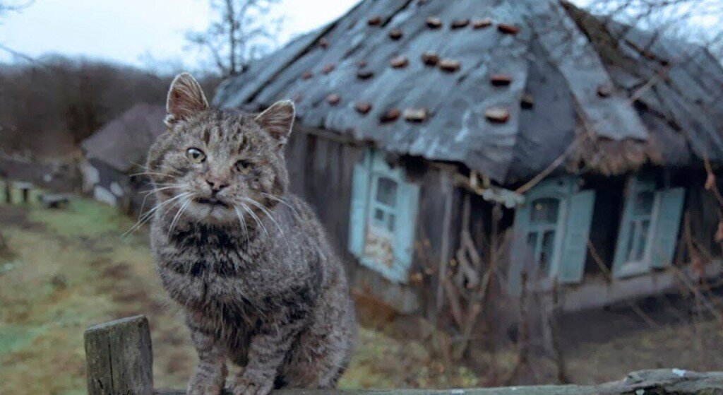 Примерный вид кошки в 11 лет