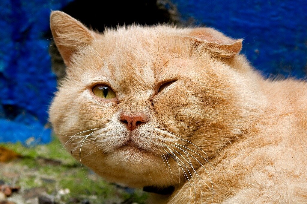 Кошка 13 лет | Смешные кошки | Дзен