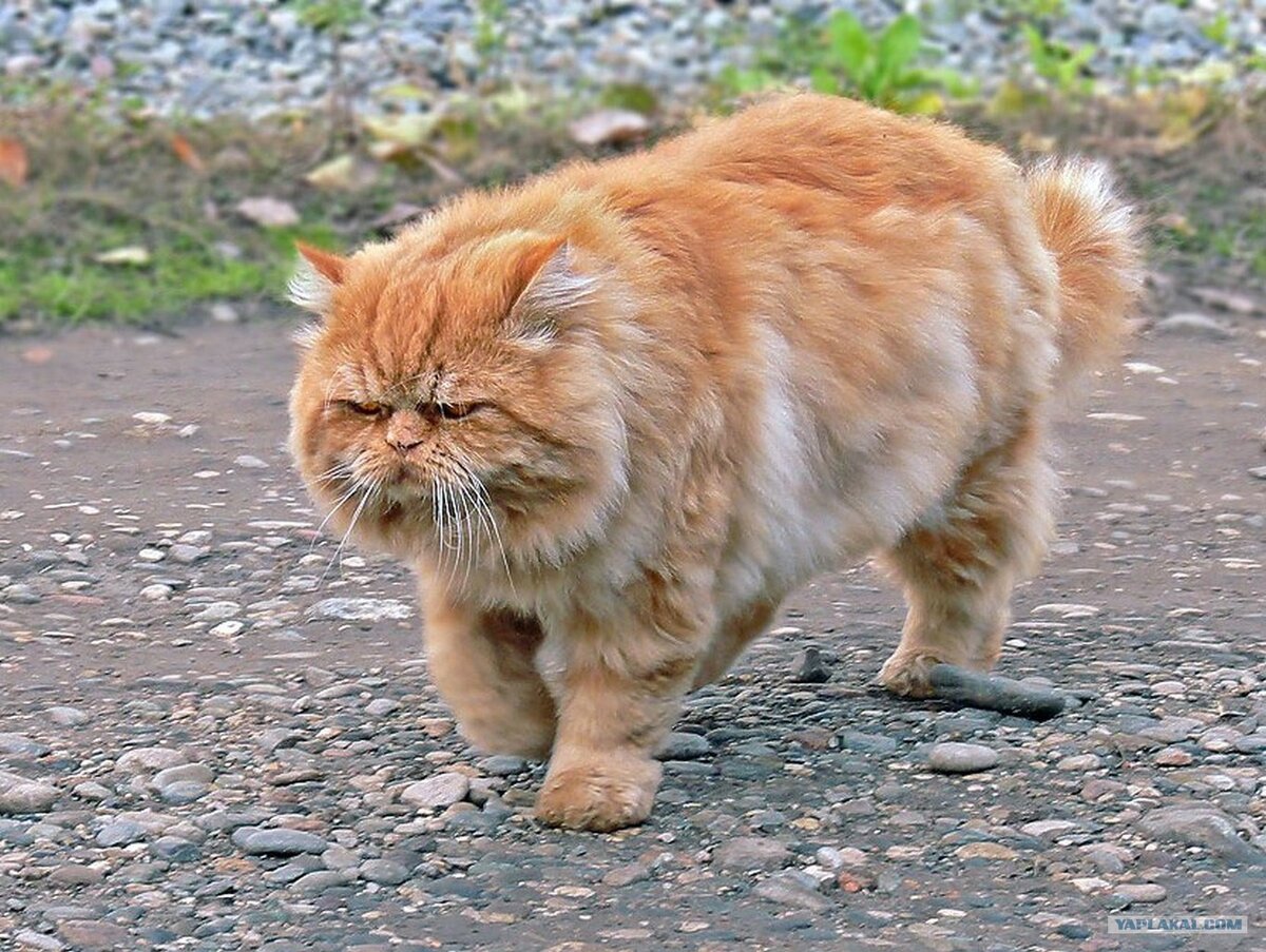 Примерно так выглядит котик в 14 лет