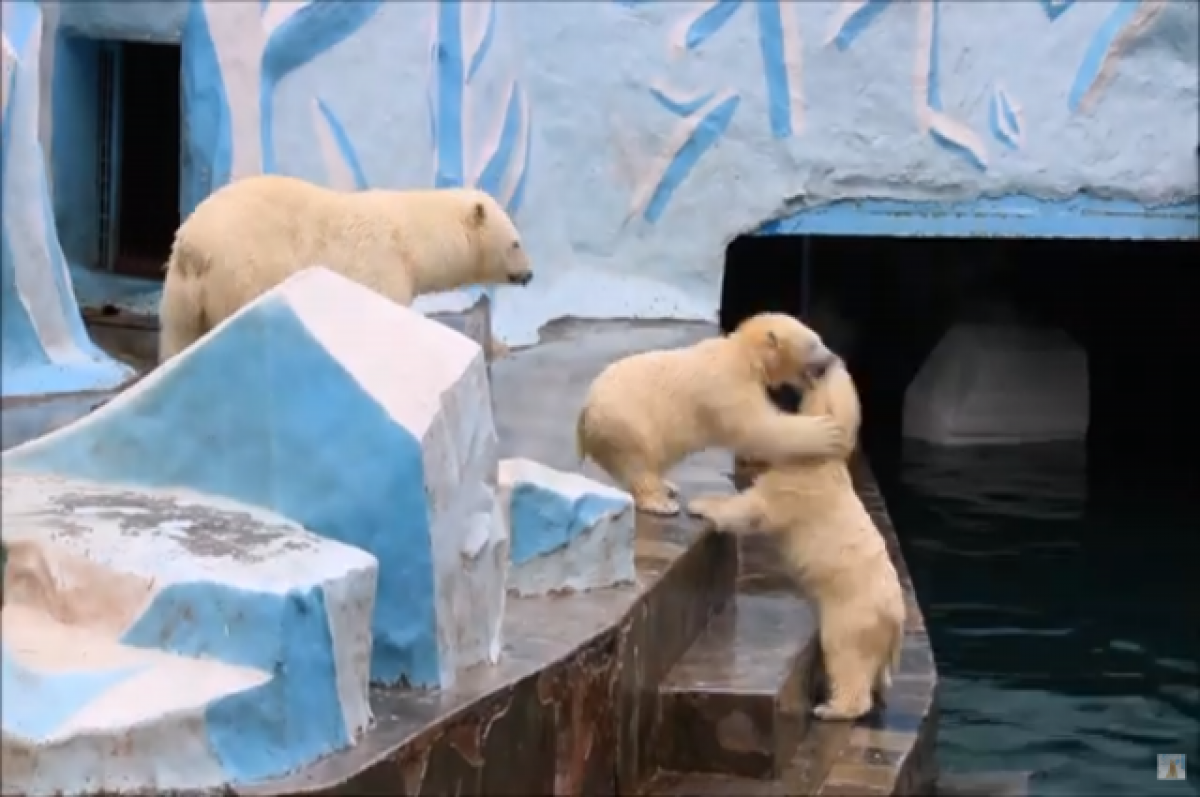 Зоопарк новосибирск белые медведи. Белые медведи белка и стрелка Новосибирский зоопарк. Медведь и белка.