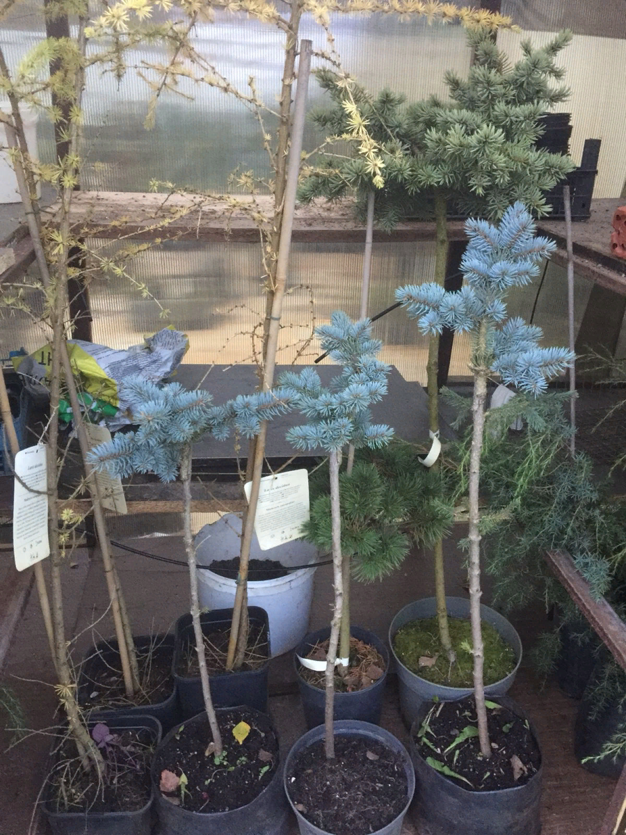 Штамбовые в контейнерах пережидают ледяной дождь в теплице для черенков.