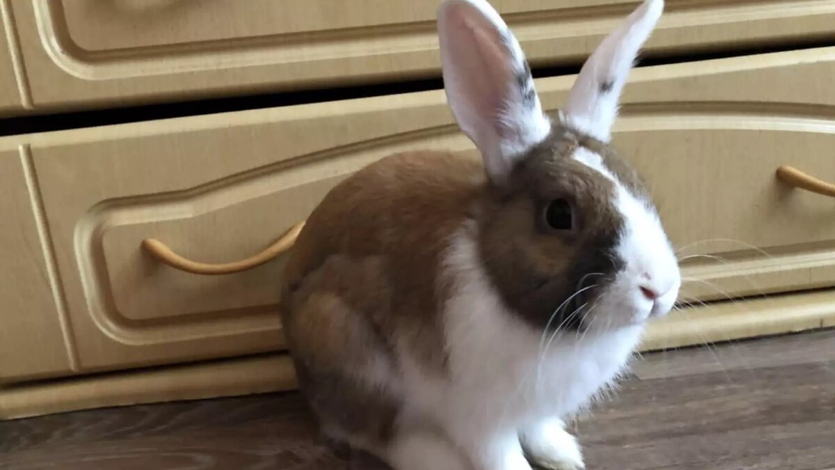     Жительница Красноярска получила штраф за то, что выбросила домашнего кролика в мусорку.