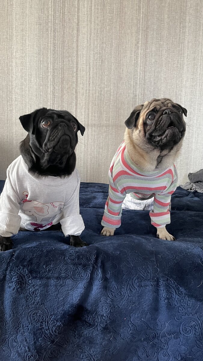 Мопсы в доме | Pug mom или жизнь мопсомамы | Дзен