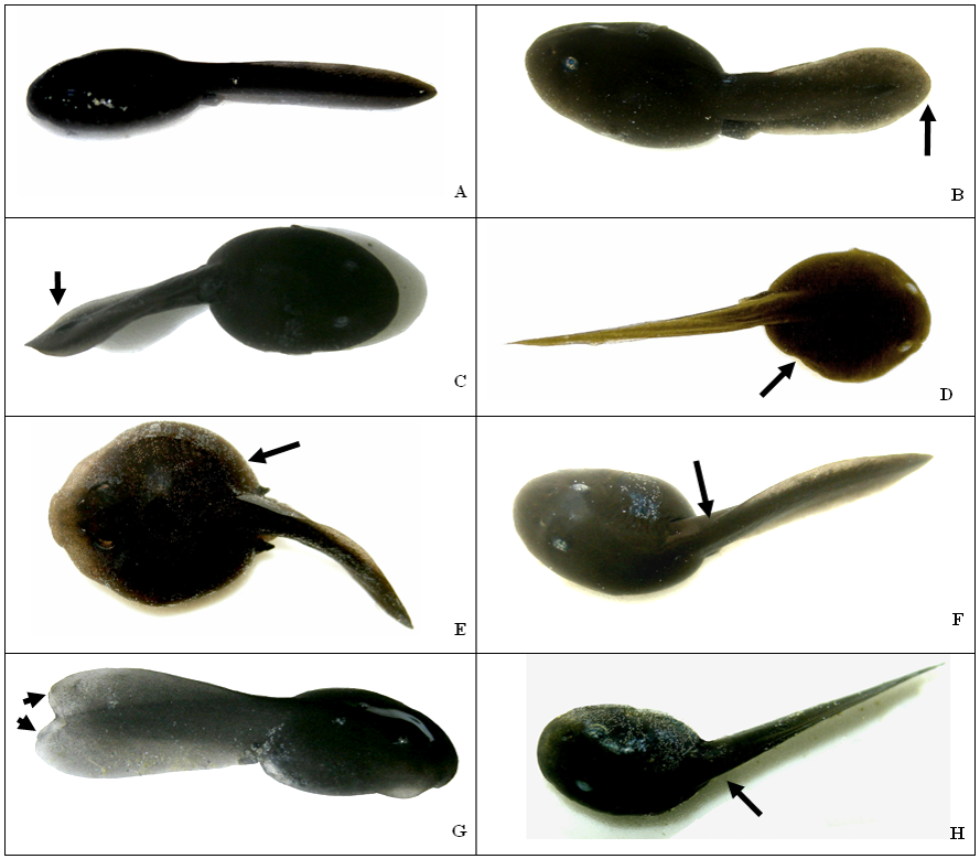 Фото головастиков с аномалиями: нормальный (A), с закругленным хвостом ( B), укороченным хвостом (C), дефектом глаз (D), отеком (E), кифозом (F), раздвоенным хвостом (G) и сколиозом (H).