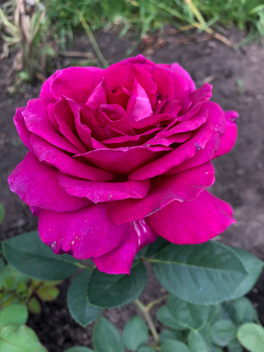 роза Веласкес, фото автора.