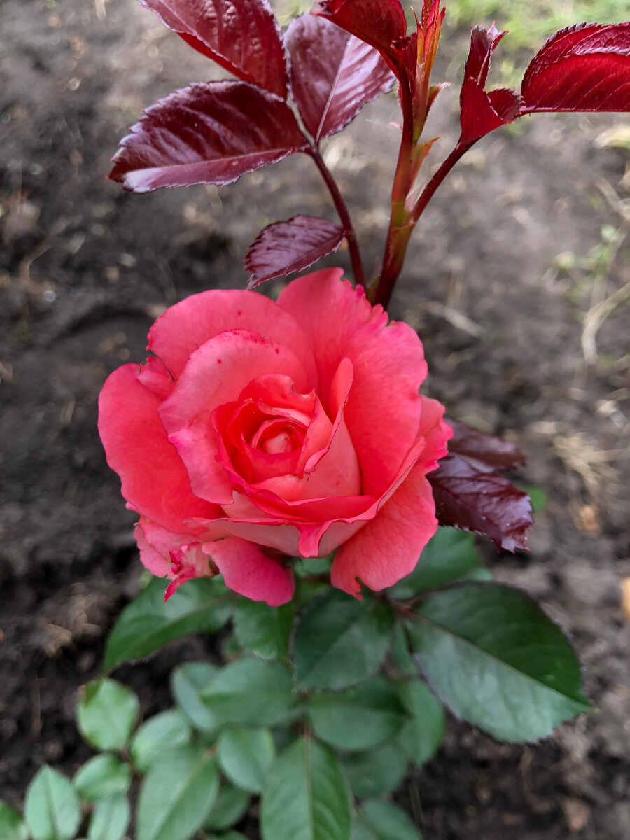 роза Вайкики, фото автора. 