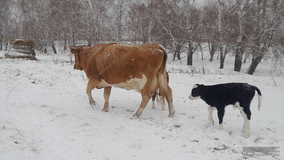 Лада и Малыш