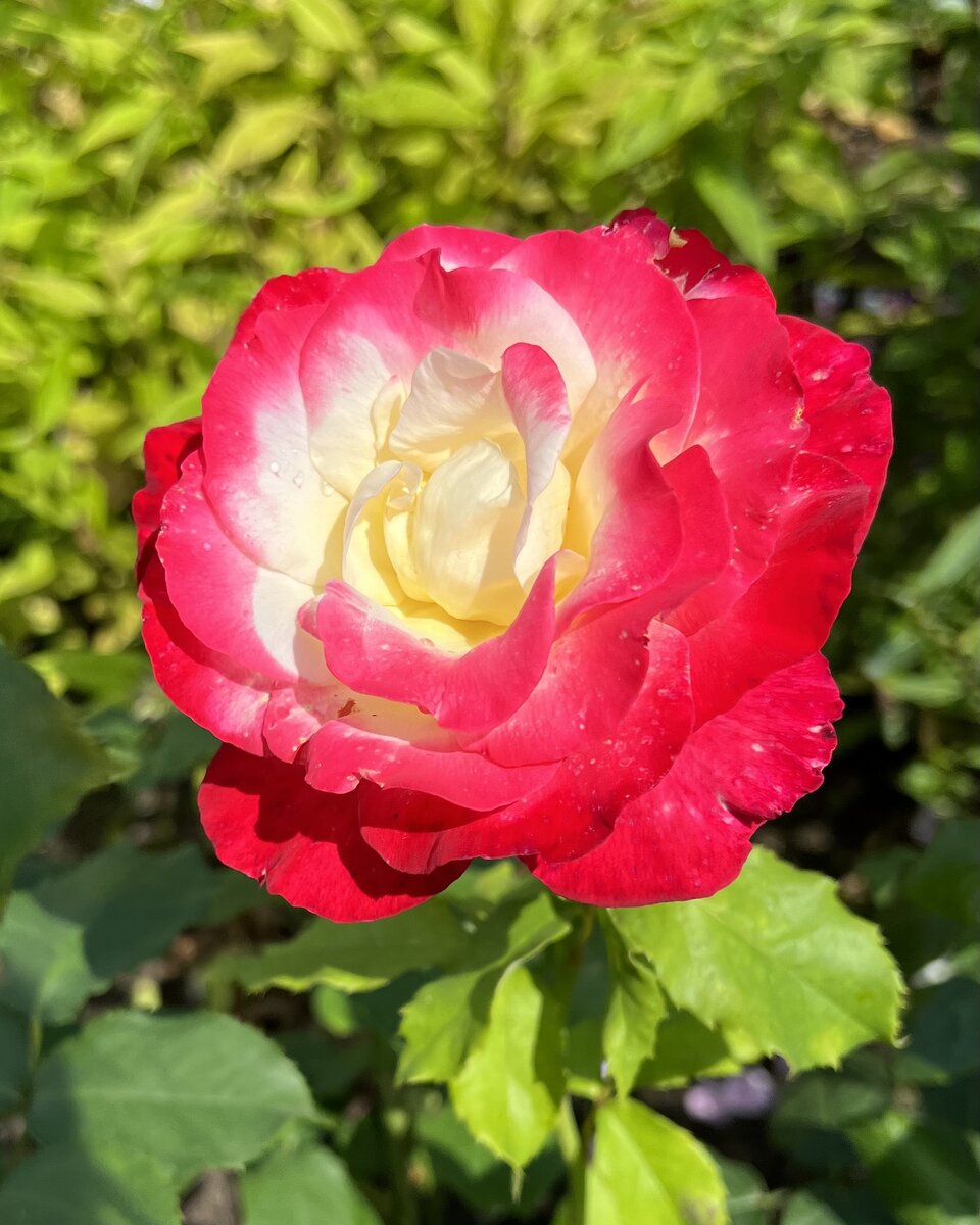 Чайно-гибридная роза Double Delight.