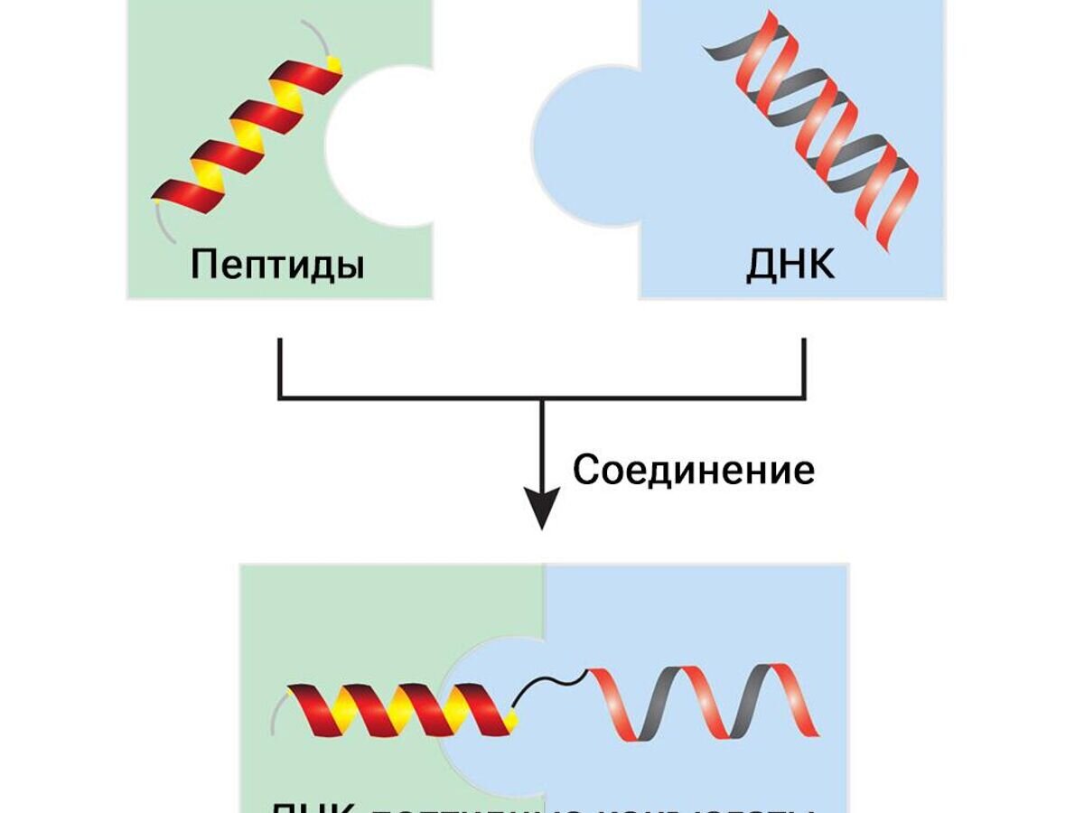    Гибридные ДНК-пептидные наноструктурыCC BY 4.0 / Mathias Bogetoft Danielsen /