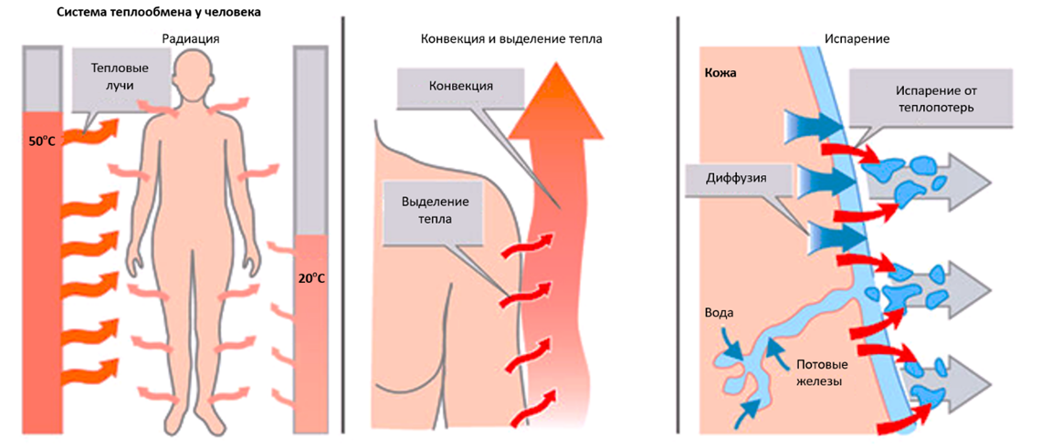 Почему у мужчины выделение. Схема теплоотдачи тела человека. Механизм теплоотдачи организма. Повышение теплоотдачи организма. Теплообразование в теле человека.