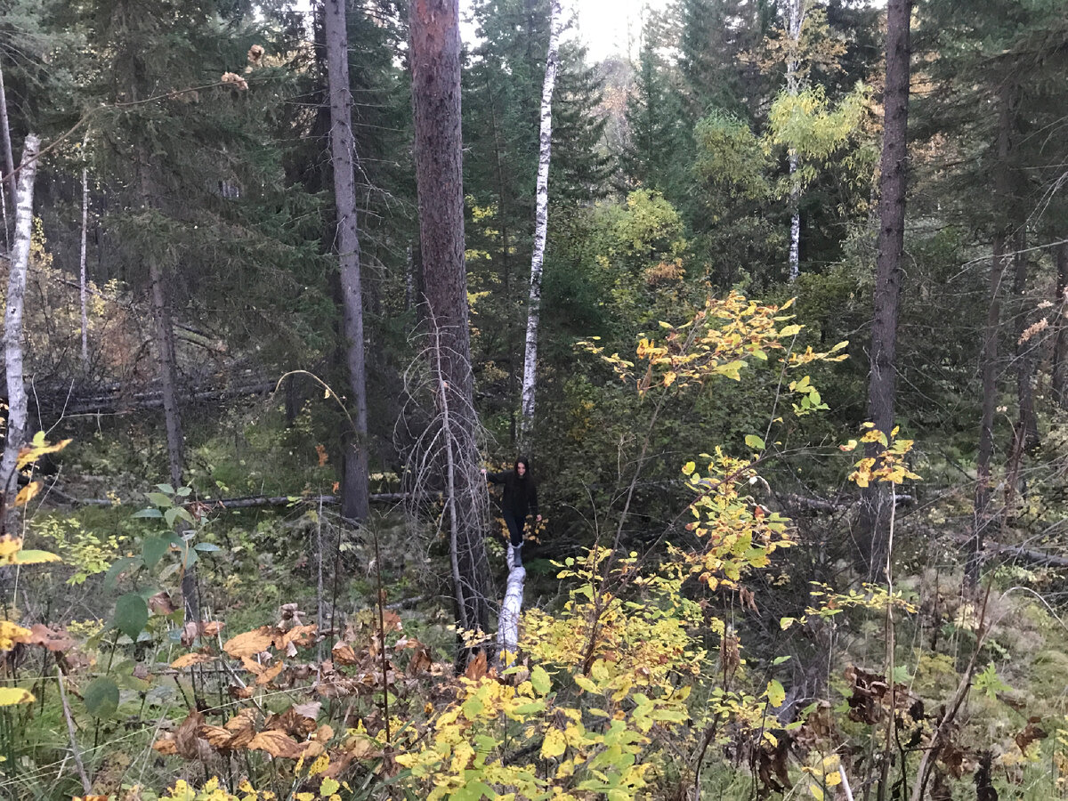 Тайга. А меня видите?